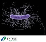 Wichtig Erreger in der Spitex-Pflege - Clostridium difficile - rissip Onlinetraining