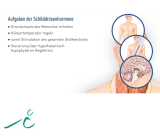 Hormonsystem II - rissip Onlinekurs - Ischler Institut