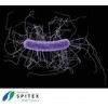 Wichtige Erreger in der Spitex-Pflege - Clostridium difficile