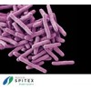 Wichtige Erreger in der Spitex-Pflege - Tuberkulose-Bakterien