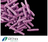 Wichtig Erreger in der Spitex-Pflege - Tuberkulose-Bakterien - rissip Onlinetraining