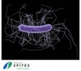 Wichtig Erreger in der Spitex-Pflege - Clostridium difficile - rissip Onlinetraining