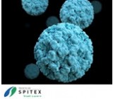 Wichtig Erreger in der Spitex-Pflege - Noroviren - rissip Onlinetraining